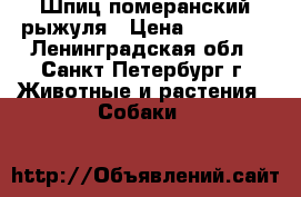 Шпиц померанский рыжуля › Цена ­ 25 000 - Ленинградская обл., Санкт-Петербург г. Животные и растения » Собаки   